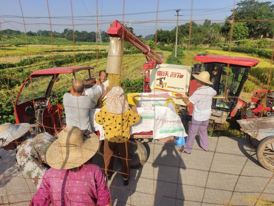 重慶長(cháng)壽：“村村旺”訂單農業助力水稻秋收_fororder_圖片1